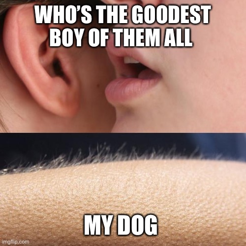 Goodest Boy | WHO’S THE GOODEST BOY OF THEM ALL; MY DOG | image tagged in whisper and goosebumps | made w/ Imgflip meme maker