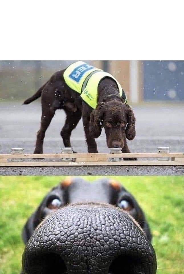 High Quality This dog is trained to sniff out X Blank Meme Template
