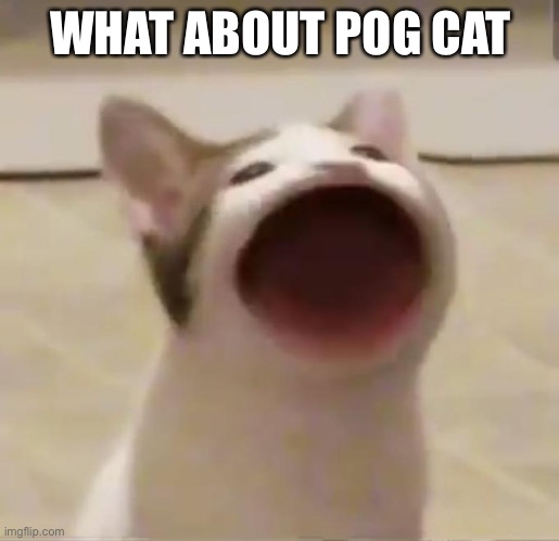 Pog cat | WHAT ABOUT POG CAT | image tagged in pog cat | made w/ Imgflip meme maker