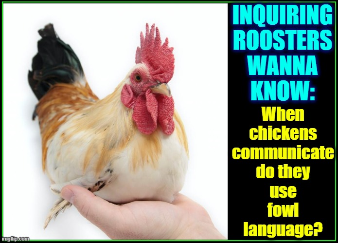 Chicken Feed is not all what it's Clucked Up to be |  When
chickens
communicate
do they
use
fowl
language? INQUIRING
ROOSTERS
WANNA
KNOW: | image tagged in vince vance,roosters,memes,foul language,chickens,cursing | made w/ Imgflip meme maker
