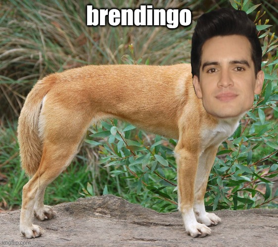 brendingo | brendingo | image tagged in brendon urie,shadydingo,dog,human,band | made w/ Imgflip meme maker