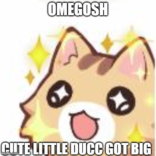 Omggggg kitty | OMEGOSH CUTE LITTLE DUCC GOT BIG | image tagged in omggggg kitty | made w/ Imgflip meme maker