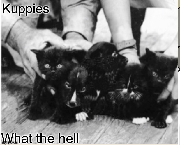 Kuppies | Kuppies; What the hell | image tagged in puppies,kittens | made w/ Imgflip meme maker