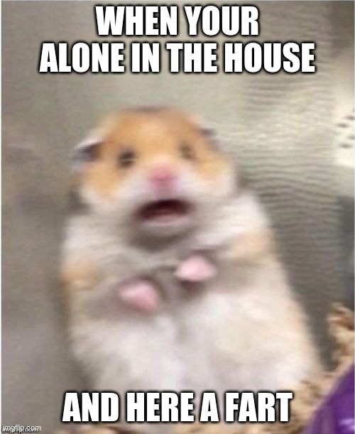 Scared Hamster | WHEN YOUR ALONE IN THE HOUSE; AND HERE A FART | image tagged in scared hamster | made w/ Imgflip meme maker