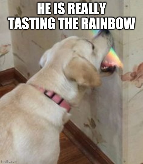 I love dogs | HE IS REALLY TASTING THE RAINBOW | image tagged in taste the rainbow,never gonna give you up,never gonna let you down | made w/ Imgflip meme maker