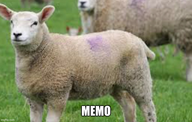 MEMO | made w/ Imgflip meme maker