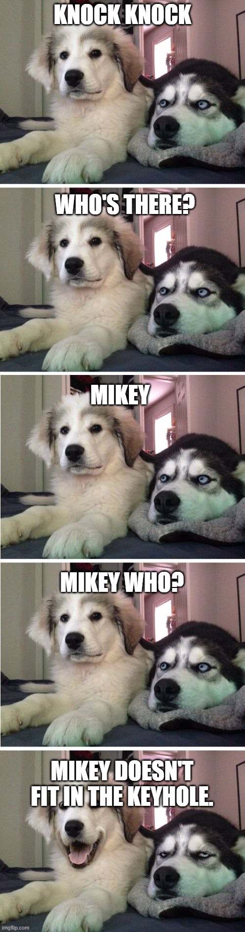 BAD DAD JOKE | KNOCK KNOCK; WHO'S THERE? MIKEY; MIKEY WHO? MIKEY DOESN'T FIT IN THE KEYHOLE. | image tagged in knock knock dogs | made w/ Imgflip meme maker