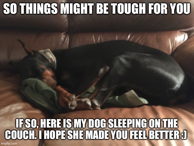 my doggo | SO THINGS MIGHT BE TOUGH FOR YOU; IF SO, HERE IS MY DOG SLEEPING ON THE COUCH. I HOPE SHE MADE YOU FEEL BETTER :) | image tagged in doggo | made w/ Imgflip meme maker
