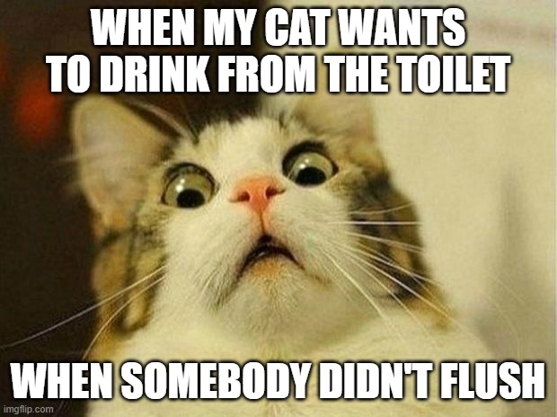 Scared Cat | WHEN MY CAT WANTS TO DRINK FROM THE TOILET; WHEN SOMEBODY DIDN'T FLUSH | image tagged in memes,scared cat | made w/ Imgflip meme maker