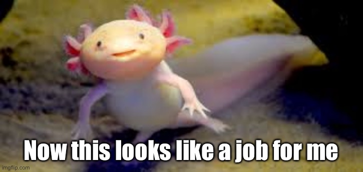 xd axolotl | Now this looks like a job for me | image tagged in axolotl,now this looks like a job for me | made w/ Imgflip meme maker