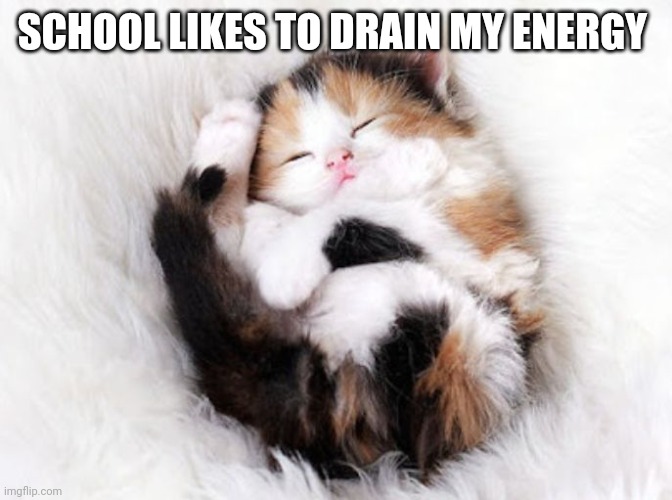 Sleeping kitty | SCHOOL LIKES TO DRAIN MY ENERGY | image tagged in sleeping kitty | made w/ Imgflip meme maker