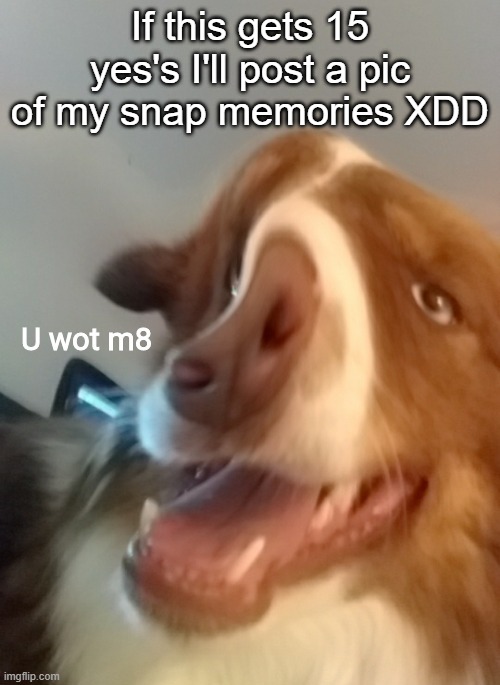 No cheating | If this gets 15 yes's I'll post a pic of my snap memories XDD | image tagged in u wot m8 | made w/ Imgflip meme maker
