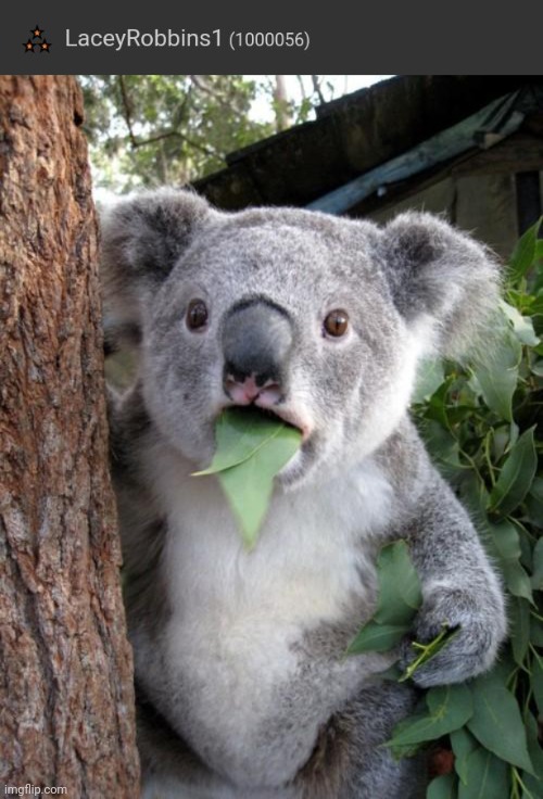 *surprised* | image tagged in memes,surprised koala | made w/ Imgflip meme maker