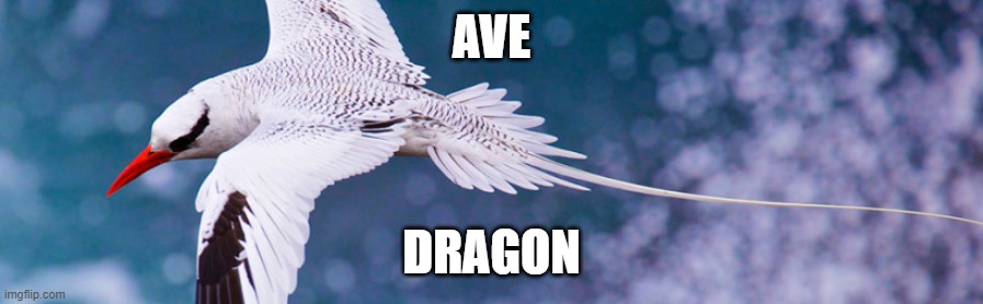 ave dragon | AVE; DRAGON | image tagged in shitpost | made w/ Imgflip meme maker