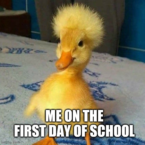 Omgggg this duck is soo cute with his afro oml | ME ON THE FIRST DAY OF SCHOOL | made w/ Imgflip meme maker