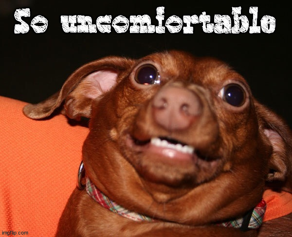 Uncomfortable dog animal  | So uncomfortable | image tagged in uncomfortable dog animal | made w/ Imgflip meme maker