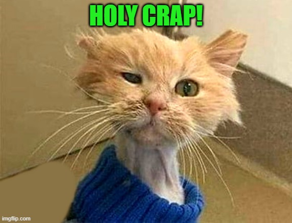 HOLY CRAP! | image tagged in wtf-cat | made w/ Imgflip meme maker