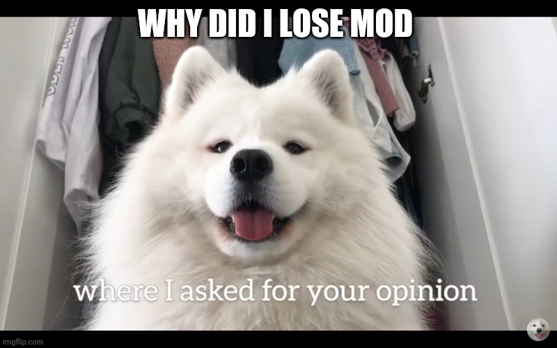 Doggo who asked | WHY DID I LOSE MOD | image tagged in doggo who asked | made w/ Imgflip meme maker