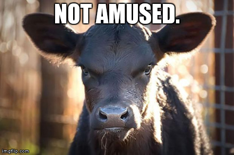 NOT AMUSED. | made w/ Imgflip meme maker