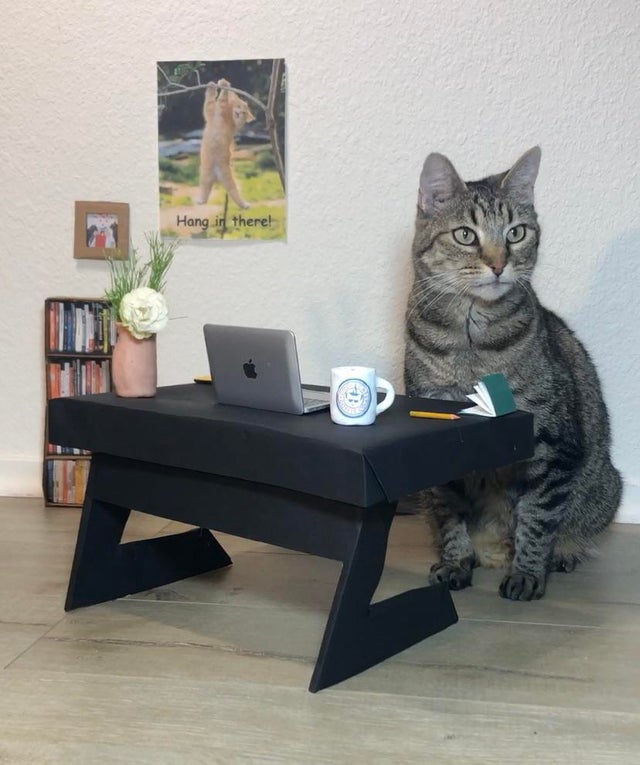 High Quality Working Cat Blank Meme Template