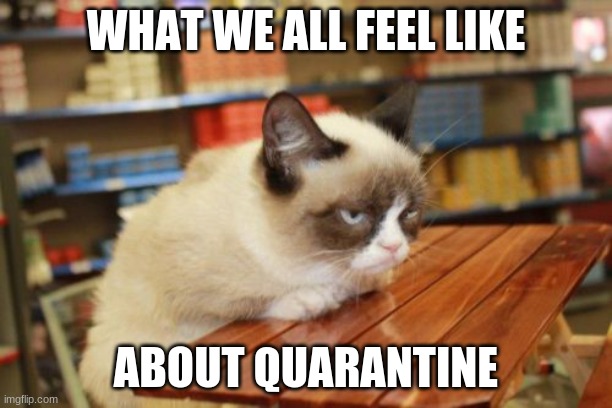 Grumpy Cat Table Meme | WHAT WE ALL FEEL LIKE; ABOUT QUARANTINE | image tagged in memes,grumpy cat table,grumpy cat | made w/ Imgflip meme maker