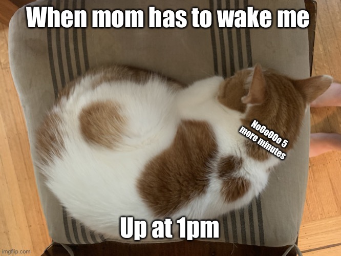 5 more minutes!!! | When mom has to wake me; NoOoOOo 5 more minutes; Up at 1pm | image tagged in memes | made w/ Imgflip meme maker