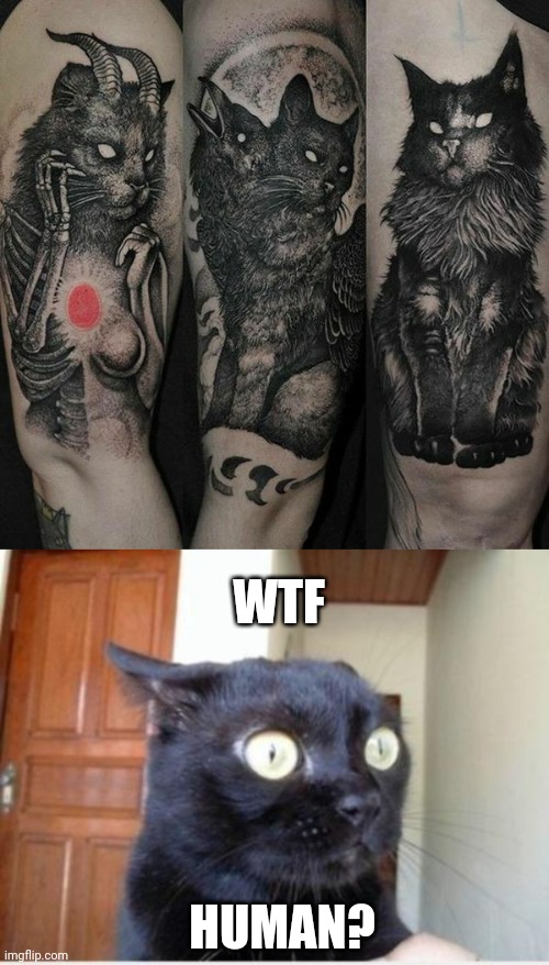 SATANIC CAT TATS | WTF; HUMAN? | image tagged in scared cat,tattoos,cats,wtf | made w/ Imgflip meme maker