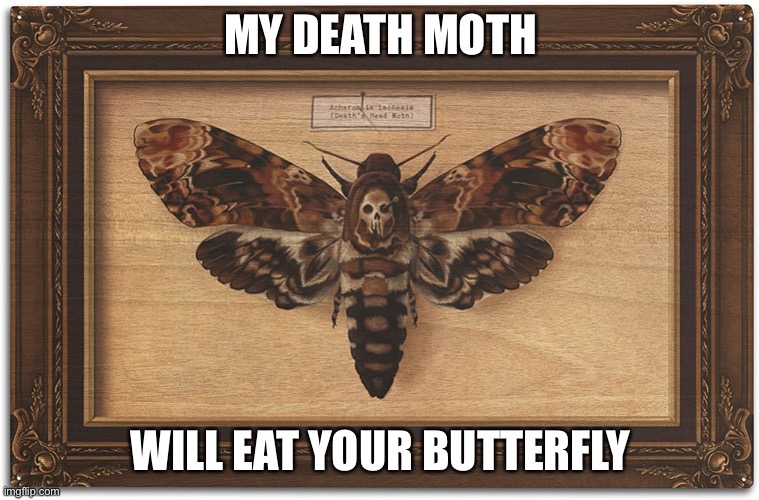 MY DEATH MOTH; WILL EAT YOUR BUTTERFLY | made w/ Imgflip meme maker