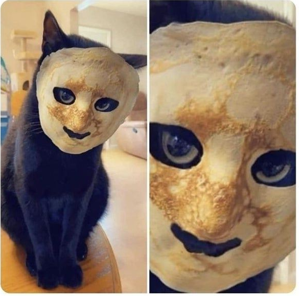 High Quality Pancake cat Blank Meme Template