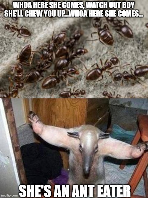 Hungry Hall and Oates | WHOA HERE SHE COMES, WATCH OUT BOY SHE'LL CHEW YOU UP...WHOA HERE SHE COMES... SHE'S AN ANT EATER | image tagged in anteater - i got this | made w/ Imgflip meme maker