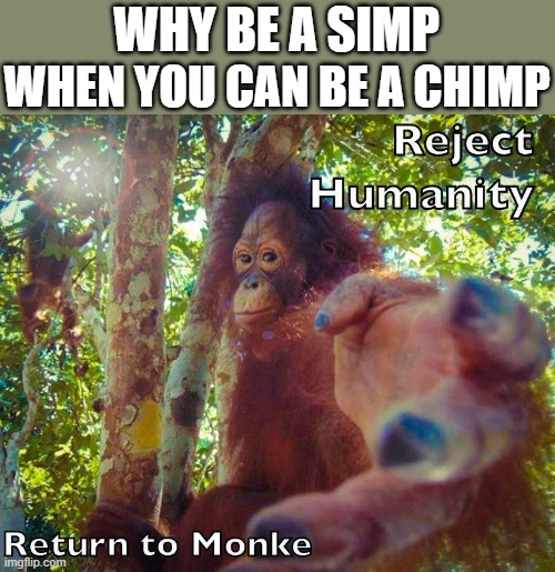 Return to Monke | WHEN YOU CAN BE A CHIMP; WHY BE A SIMP | image tagged in return to monke | made w/ Imgflip meme maker