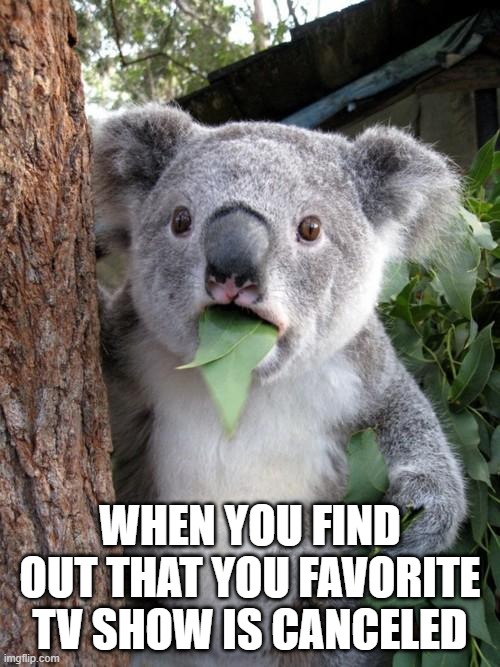 Surprised Koala |  WHEN YOU FIND OUT THAT YOU FAVORITE TV SHOW IS CANCELED | image tagged in memes,surprised koala | made w/ Imgflip meme maker