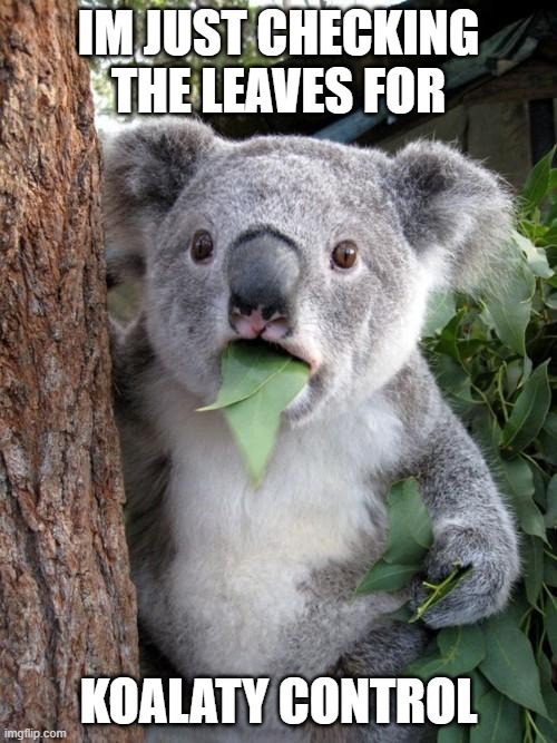 Testing | IM JUST CHECKING THE LEAVES FOR; KOALATY CONTROL | image tagged in memes,surprised koala | made w/ Imgflip meme maker