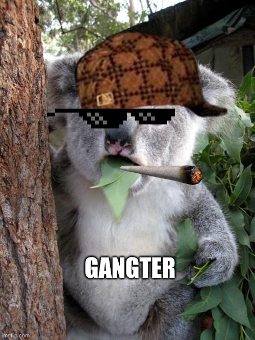 Surprised Koala Meme | GANGTER | image tagged in memes,surprised koala | made w/ Imgflip meme maker