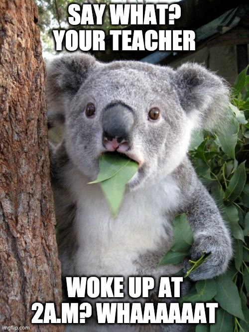 Surprised Koala | SAY WHAT? YOUR TEACHER; WOKE UP AT 2A.M? WHAAAAAAT | image tagged in memes,surprised koala | made w/ Imgflip meme maker