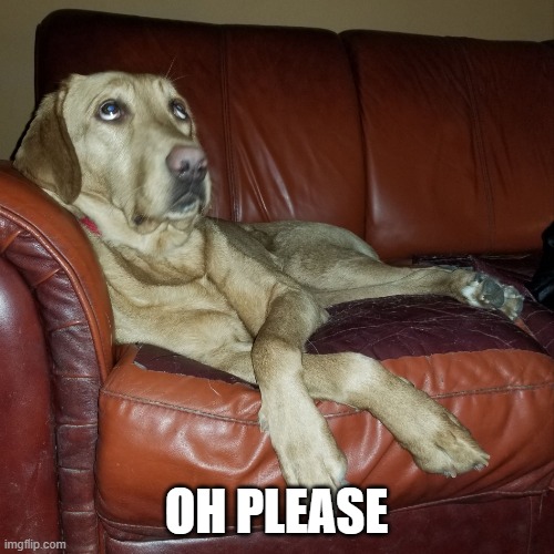 Dog Eye Roll | OH PLEASE | image tagged in dog eye roll | made w/ Imgflip meme maker