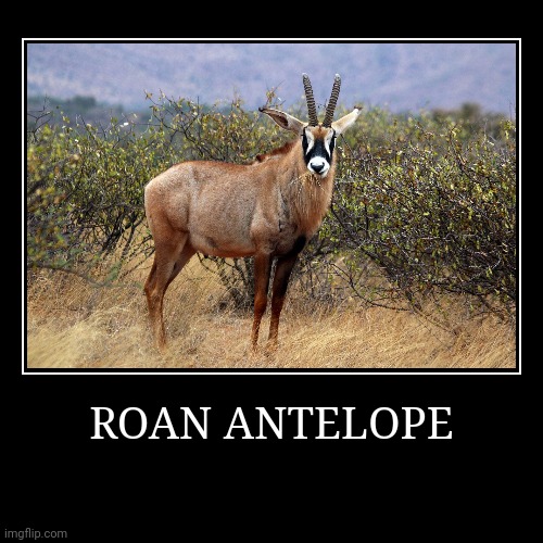 Roan Antelope | image tagged in demotivationals,antelope | made w/ Imgflip demotivational maker