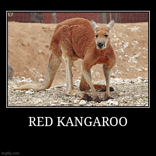 Red Kangaroo | image tagged in demotivationals,kangaroo | made w/ Imgflip demotivational maker
