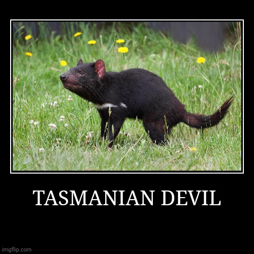 Tasmanian Devil | image tagged in demotivationals,tasmanian devil | made w/ Imgflip demotivational maker