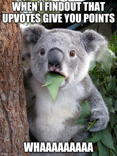 Surprised Koala | WHEN I FINDOUT THAT UPVOTES GIVE YOU POINTS; WHAAAAAAAAA | image tagged in memes,surprised koala | made w/ Imgflip meme maker