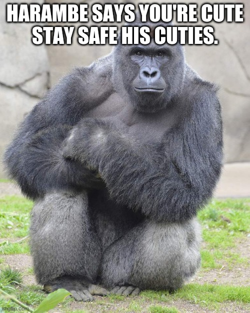 Daily Dose Of Harambe. Back in buisness. | HARAMBE SAYS YOU'RE CUTE
STAY SAFE HIS CUTIES. | image tagged in harambe | made w/ Imgflip meme maker