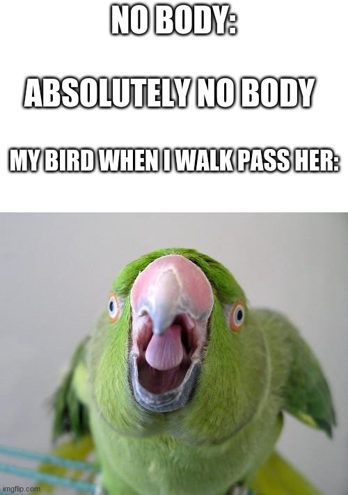 Parrot | NO BODY:; ABSOLUTELY NO BODY; MY BIRD WHEN I WALK PASS HER: | image tagged in parrot | made w/ Imgflip meme maker