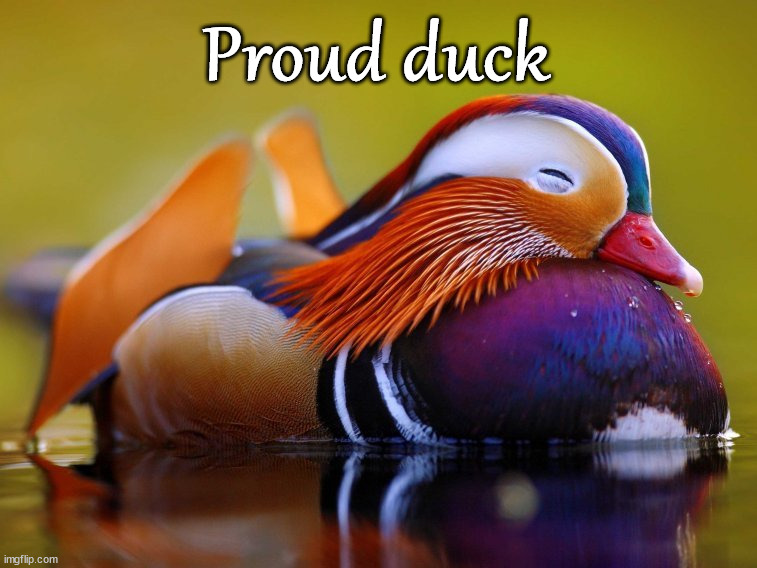 Proud duck | image tagged in ducks | made w/ Imgflip meme maker