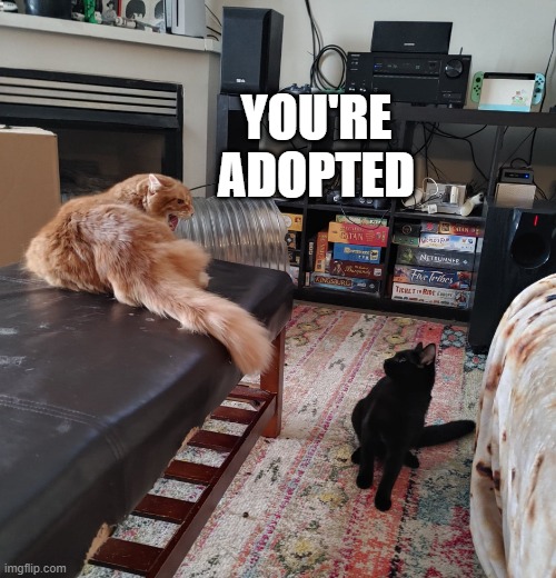 YOU'RE ADOPTED | image tagged in cat | made w/ Imgflip meme maker