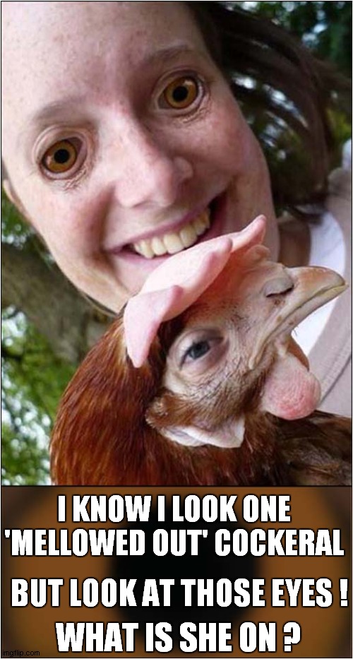 Spaced Out Cockerel And Owner ? | I KNOW I LOOK ONE 'MELLOWED OUT' COCKERAL; BUT LOOK AT THOSE EYES ! WHAT IS SHE ON ? | image tagged in cockerel,drugs,too damn high | made w/ Imgflip meme maker