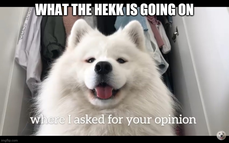 Doggo who asked | WHAT THE HEKK IS GOING ON | image tagged in doggo who asked | made w/ Imgflip meme maker