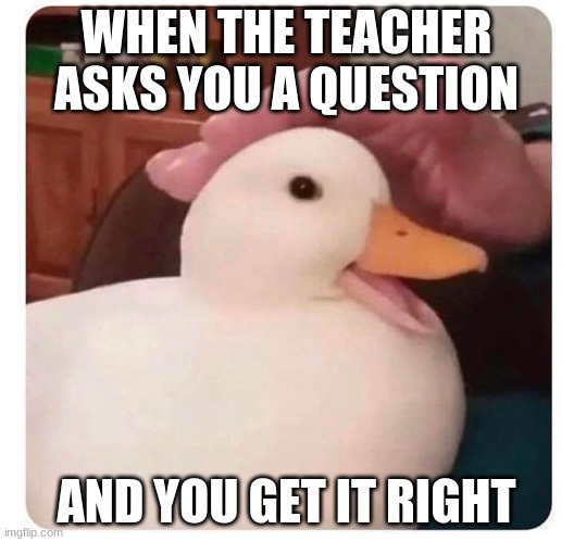 nice duck | WHEN THE TEACHER ASKS YOU A QUESTION; AND YOU GET IT RIGHT | image tagged in nice duck | made w/ Imgflip meme maker