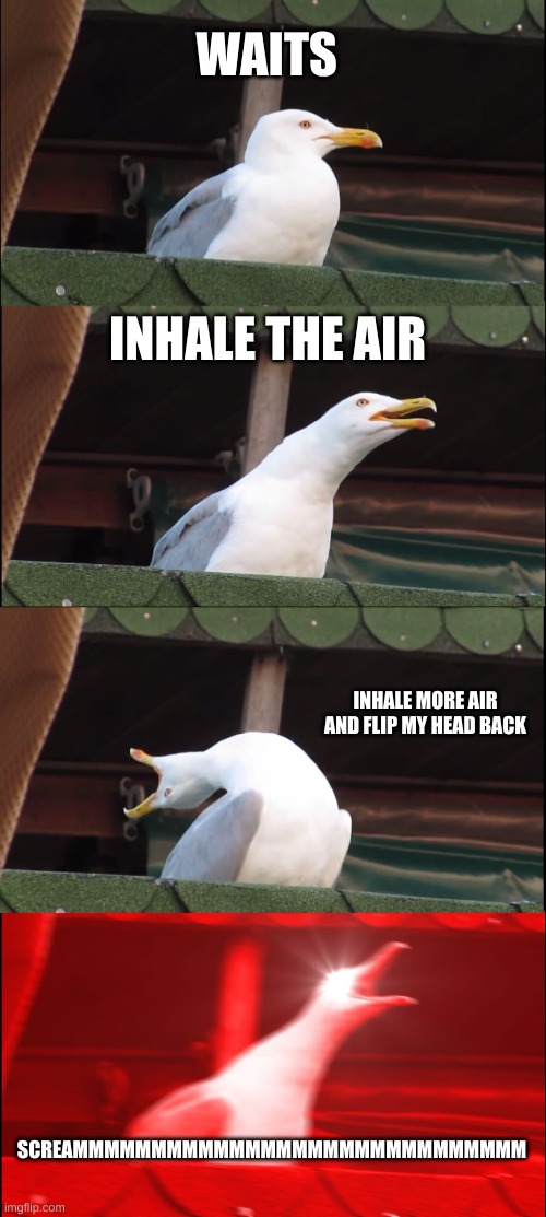 Inhaling Seagull Meme | WAITS; INHALE THE AIR; INHALE MORE AIR AND FLIP MY HEAD BACK; SCREAMMMMMMMMMMMMMMMMMMMMMMMMMMMMM | image tagged in memes,inhaling seagull | made w/ Imgflip meme maker