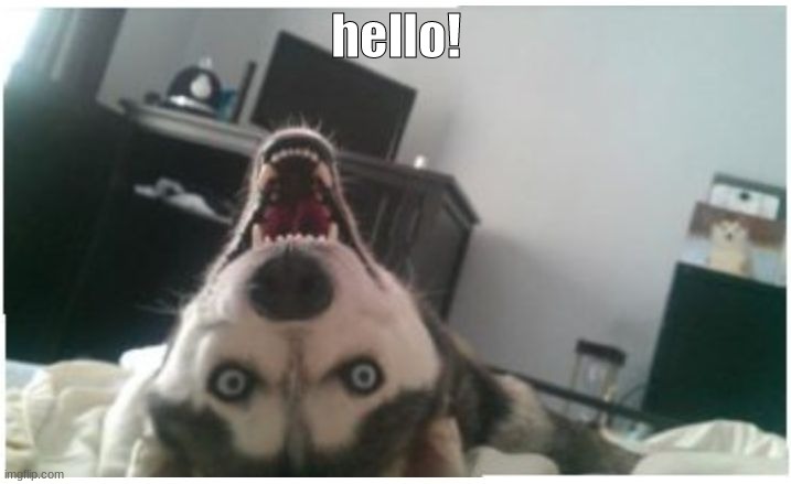 crazy husky | hello! | image tagged in crazy husky | made w/ Imgflip meme maker