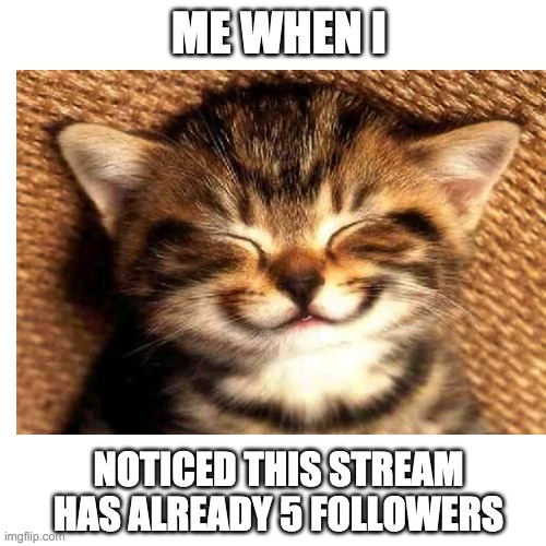 *happines noise* |  ME WHEN I; NOTICED THIS STREAM HAS ALREADY 5 FOLLOWERS | image tagged in happiness noise,kitten | made w/ Imgflip meme maker